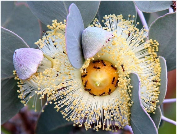 Eucalyptus Orbifolia Seeds 'round Heart-leaf' Wedding Foliage - Organic -  Fresh Decor - Garden and Grow - Indoor Decor - Etsy