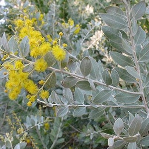 Acacia Pearl 'podalyriifolia' seeds FRESH image 2