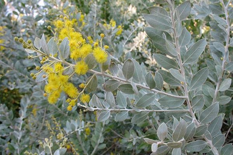 Acacia Pearl 'podalyriifolia' seeds FRESH image 2