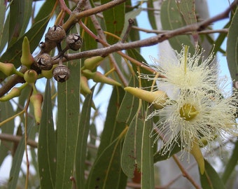 Eucalyptus tereticornis seeds 'red iron gum' 10-100pc Organic