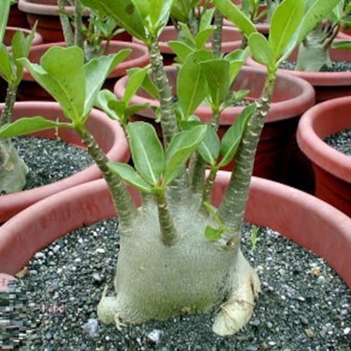 Adenium Arabicum - Pink Flower - Seeds - Organic - Fresh decor - Garden and Grow - Indoor decor