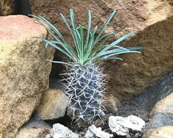 Pachypodium geayi 'Silver' 10pcs seeds