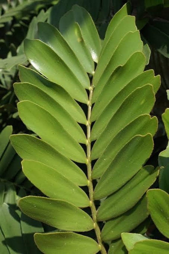 Cardboard Palm 'zamia Furfurcea' 10 Seeds - Etsy Canada
