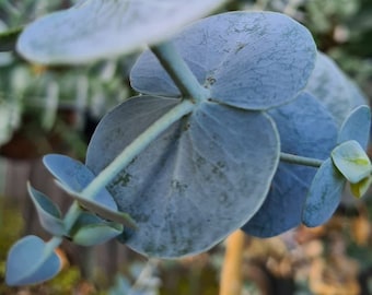 Eucalyptus Pulverlenta - Silver-leaved mountain gum -  Seeds -  Wedding foliage - Organic - Fresh decor - Garden and Grow - Indoor decor