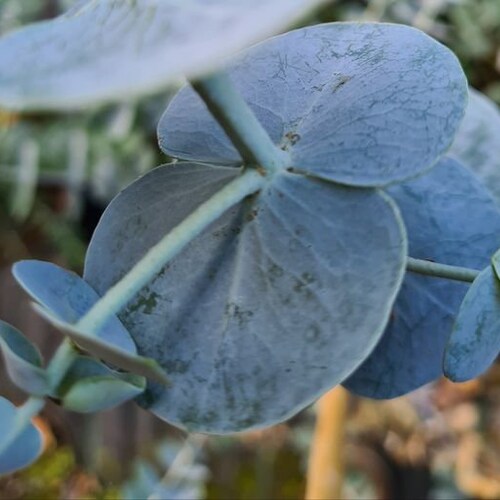 Eucalyptus Pulverlenta - Silver-leaved mountain gum -  Seeds -  Wedding foliage - Organic - Fresh decor - Garden and Grow - Indoor decor