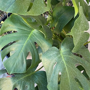 May include: A close-up of a Monstera Deliciosa plant with large, green leaves. The leaves have holes and are covered in water droplets.