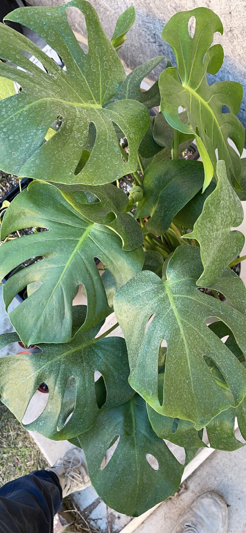 May include: A close-up of a Monstera Deliciosa plant with large, green leaves. The leaves have holes and are covered in water droplets.