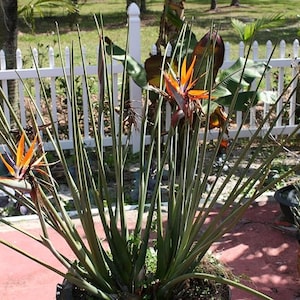 Strelitzia juncea Schmalblättriger Paradiesvogel 10 Samen BIO