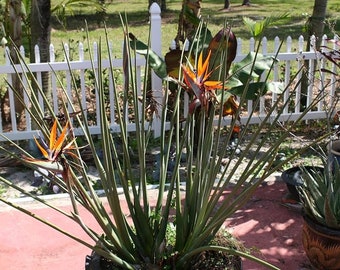 Strelitzia juncea Oiseau de paradis à feuilles étroites 10 graines BIO