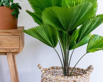 Graines Licuala Grandis (paquet de 10) - Graines de palmier éventail - Palmier tropical rare - Graines ornementales fraîches et viables