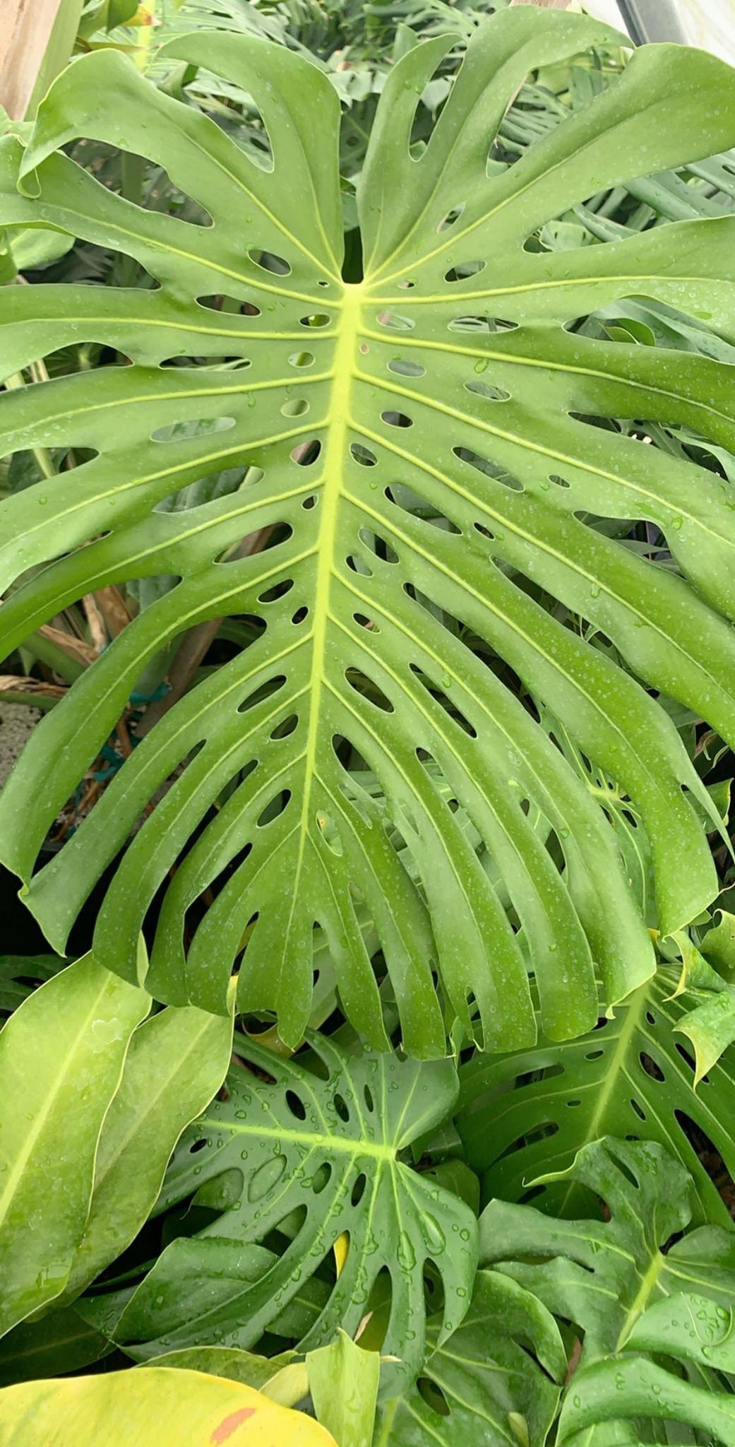Monstera Deliciosa Seeds 100pc — Growing hope
