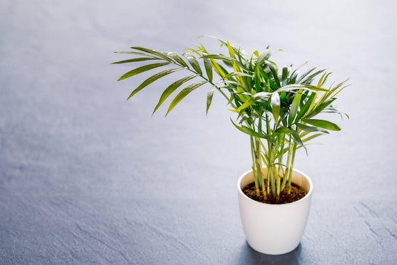 buy philodendron online australia Buy Philodendron camposportoanum