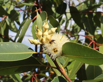 Eucalyptus Robusta Swamp mahogany