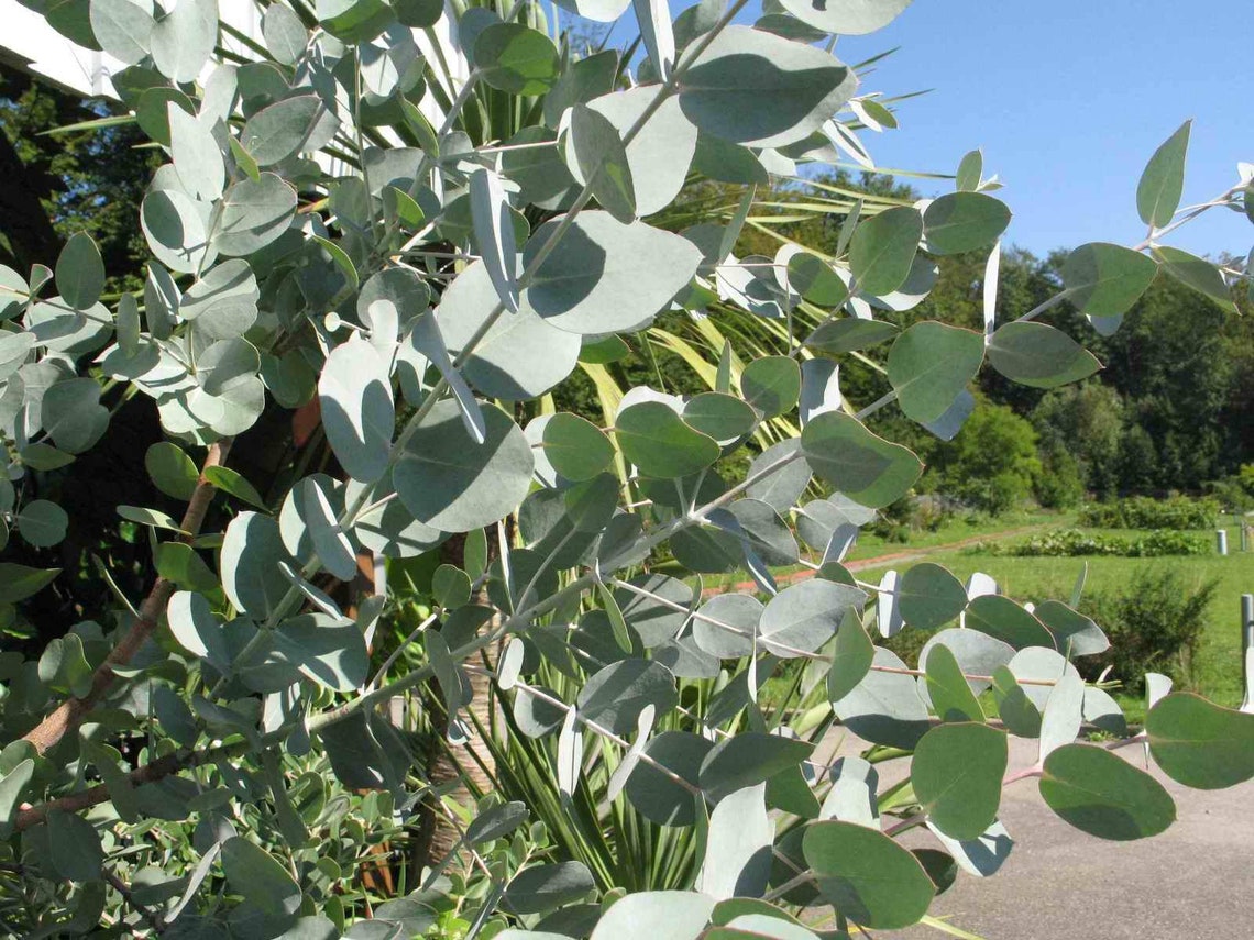 Olio Essenziale di Eucalipto Citriodora kolala