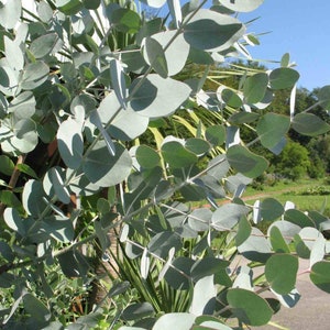 Eucalyptus Cinerea seeds &#39; Silver dollar &#39;  Wedding foliage - Organic - Fresh decor - Garden and Grow - Indoor decor, Cut flower arrangement