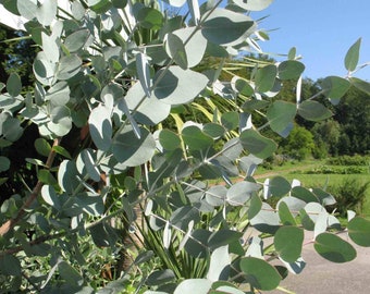 Eucalyptus Cinerea seeds ' Silver dollar '  Wedding foliage - Organic - Fresh decor - Garden and Grow - Indoor decor
