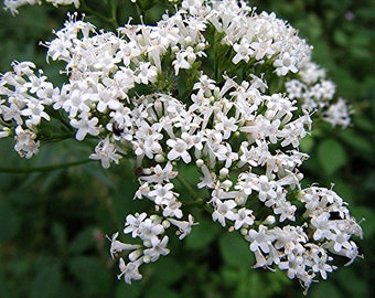 Belles graines de tanaisie bleue Phacelia tanacetifolia - parfaites pour les jardins de pollinisateurs !
