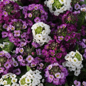 Pode incluir: Um close-up de um grupo de flores roxas, brancas e lavanda. As flores estão em flor e têm uma aparência delicada e com babados.