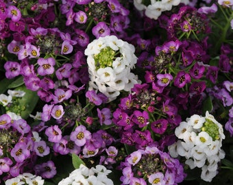 Beautiful Sweet Alyssum Seeds Mix | Lobularia maritima Mixture | Easy-to-Grow Flower Seeds - Organic - Germination tested - Floral decor