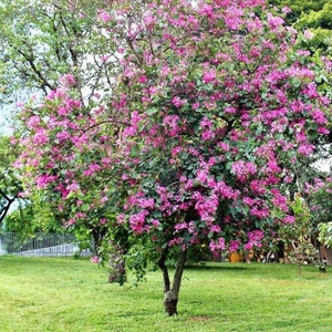 Orchid tree 'Bauhinia purpurea' seeds FRESH image 3