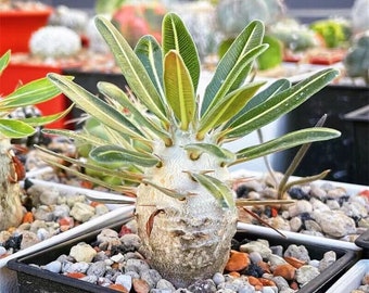 Pachypodium Rosulatum var. Gracilius 5-pack seeds - Unique collector pachypodium