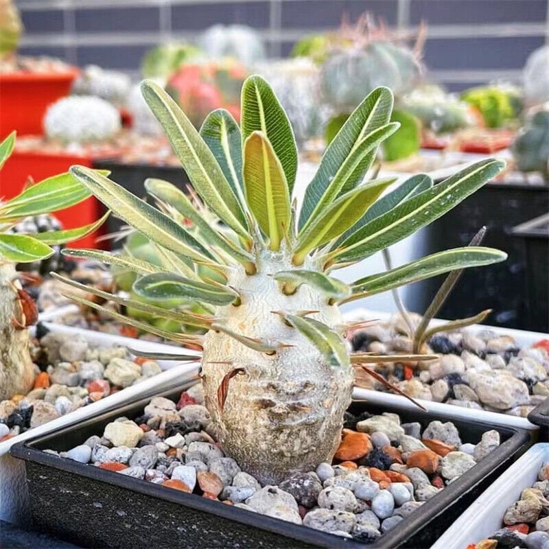 Pachypodium Rosulatum Var. Gracilius 5-pack Seeds - Unique