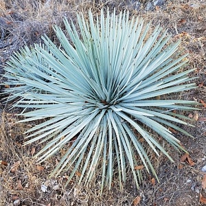 Hesperoyucca whipplei seeds 10pc 'Lord's candle' image 2