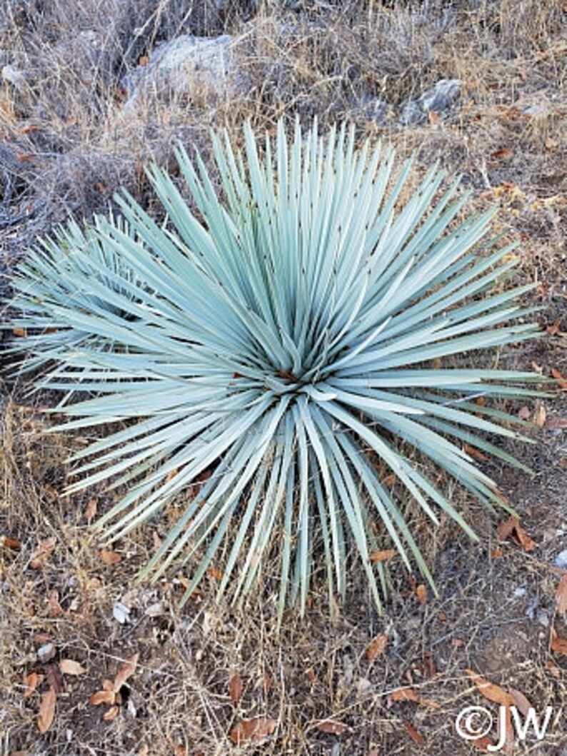 Hesperoyucca whipplei seeds 10pc 'Lord's candle' image 2