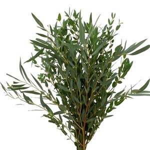 May include: A bunch of green eucalyptus stems with long, narrow leaves.