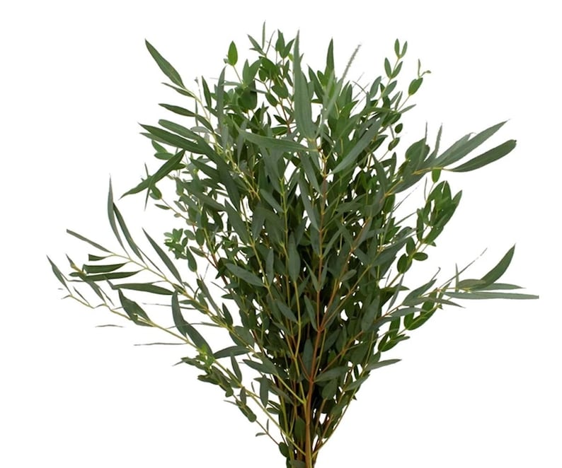 May include: A bunch of green eucalyptus stems with long, narrow leaves.