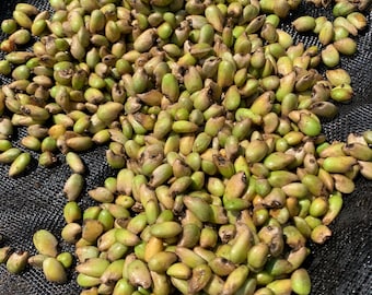 Wild Rice Seeds - 100% Organic GMO Free - Grow Your Own Aquatic Grain