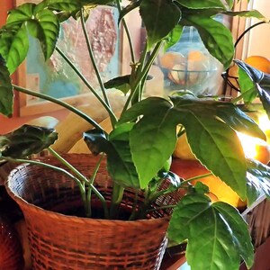 May include: A green leafy plant with large leaves in a brown woven basket. The plant is sitting on a wooden shelf with other items in the background.