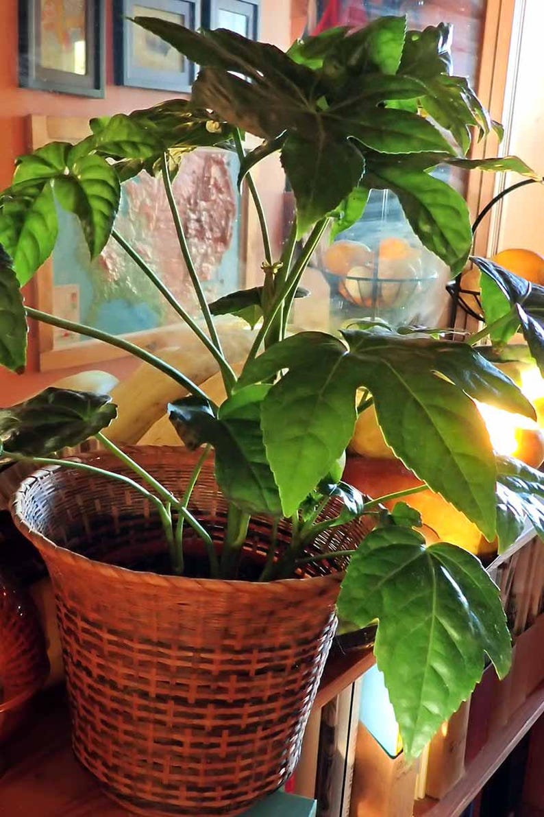 May include: A green leafy plant with large leaves in a brown woven basket. The plant is sitting on a wooden shelf with other items in the background.