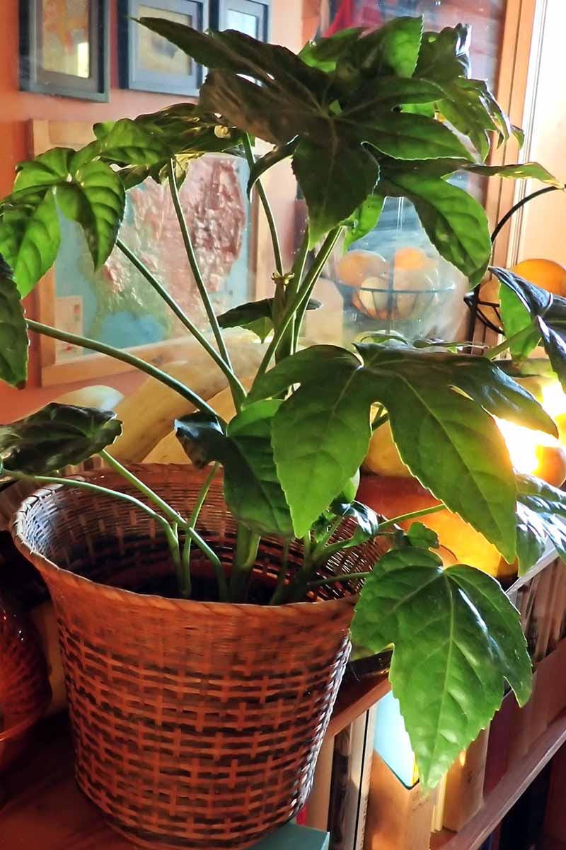 200+] Papéis de Parede de Computador De Mesa | Wallpapers.com, image size:800x1200