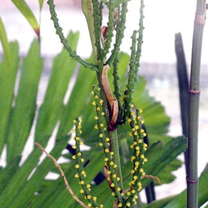 Chamaedorea seifrizii (Bamboo Palm) Seeds - Pack of 10 - Easy to grow - Palm seeds - Reed Palm