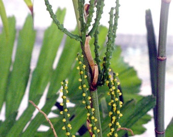 Chamaedorea seifrizii (Bambupalm) Frön - 10-pack - Lätt att odla - Palmfrön - Vasspalm