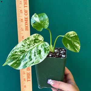 Peut inclure: Une plante Monstera panachée avec trois feuilles aux motifs blancs et verts, plantée dans un pot carré en plastique vert. Une règle en bois est placée verticalement à côté de la plante, indiquant une hauteur d'environ 18 cm.