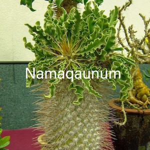 Exklusives Pachypodium-Samenpaket - 5 Arten: Lamerei, Namaquanum, Geayi, Saundersii, Rosulatum - Bio, hohe Keimung, kostenloser Versand