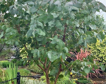 Graines d'Eucalyptus négligea Omeo à croissance rapide 10-100 pièces