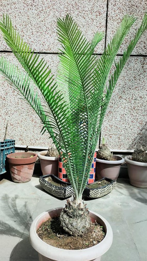 Dioon Edule "palma Sola" 3 Seeds per Order USA ONLY - Rare Cycad - Dioon  Family - Cold Hardy - Etsy