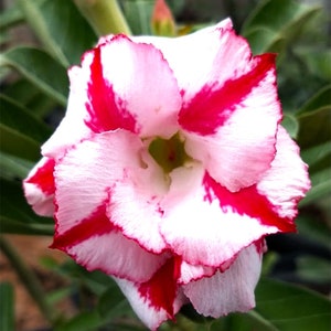 Adenium obesum &#39;Desert rose&#39; double white w/ red strip 10pc seeds