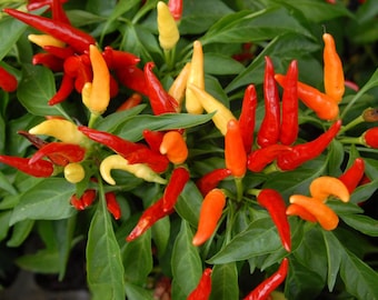 Graines de piment hybride Capsicum annuum - Biologique, cultivé aux États-Unis, taux de germination élevé, livraison gratuite, instructions de culture détaillées - TRÈS CHAUD