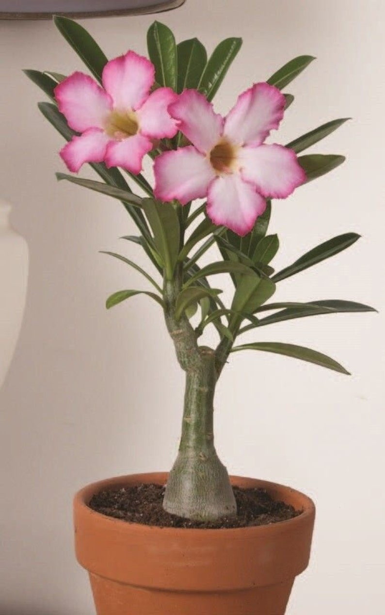 GrowingHopeShop Adenium Obesum Desert Rose Seeds - Thumbnail 2