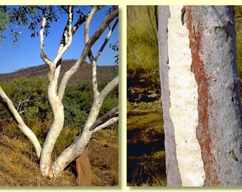 Eucalyptus brevifolia seeds 'snappy white gum' 10-100pc Organic