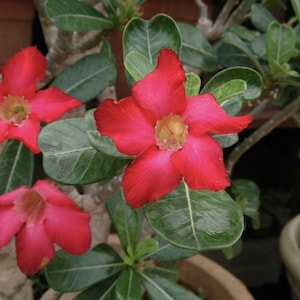 Adenium obesum &#39;Desert rose&#39; double red flower 10pc seeds