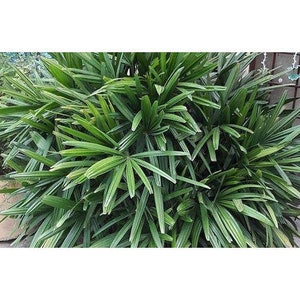 Lady palm 'Rhapis Excelsa' tree seeds Organic Fresh decor Garden and Grow Indoor decor image 3