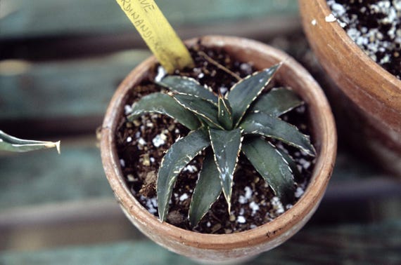 Agave ferdinandi-regis ""Knig der Agaven"" Samen - Etsy sterreich