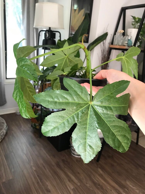 alocasia pink variegata Alocasia 'Polly' pink variegated *Grower's choice* main image 1