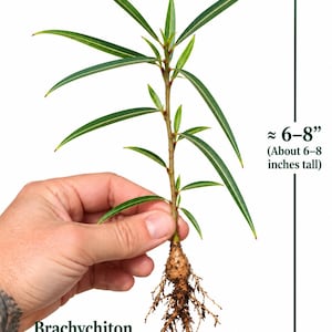 May include: A Brachychiton rupestris plant with a small, bulbous caudex and exposed roots. The plant features slender, pointed green leaves along a central stem. Text indicates the plant is approximately 6-8 inches tall.
