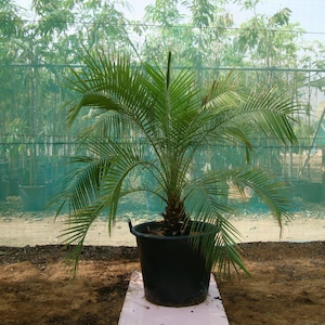 Pygmy date palm &#39;Phoenix roebelenii&#39; fresh seeds 20pc